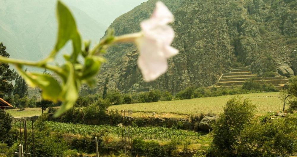 Inka Khawarina Tambo Lodge Image 37